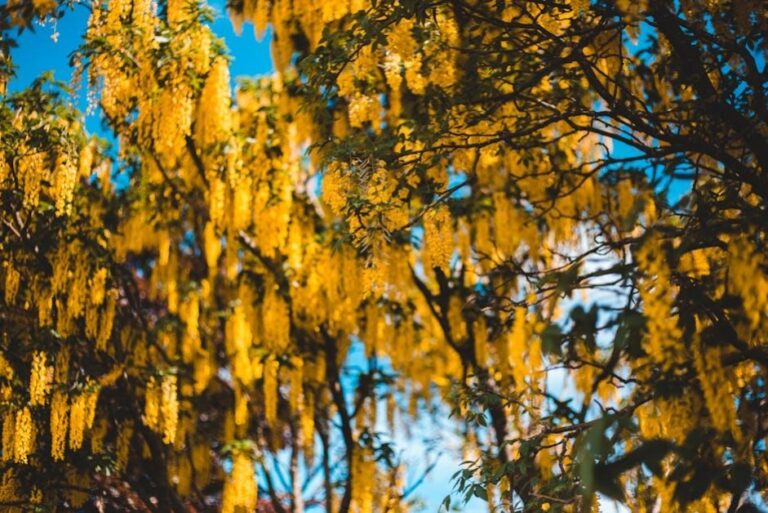 Złotokap – uprawa i kwitnienie „złotego deszczu” w ogrodzie.